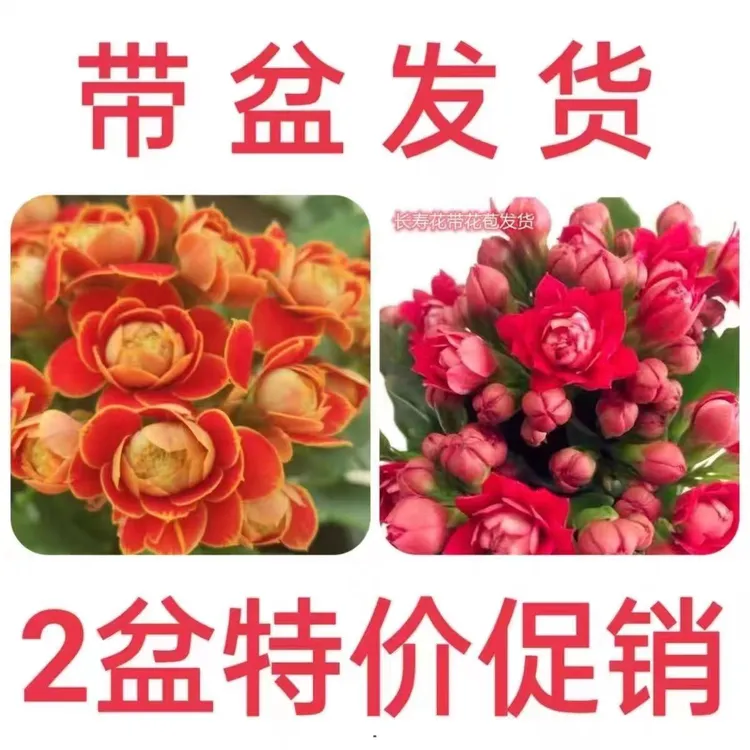 长寿花盆栽重瓣金狐狸大花花苗四季室内开花好养的花卉植物易养活