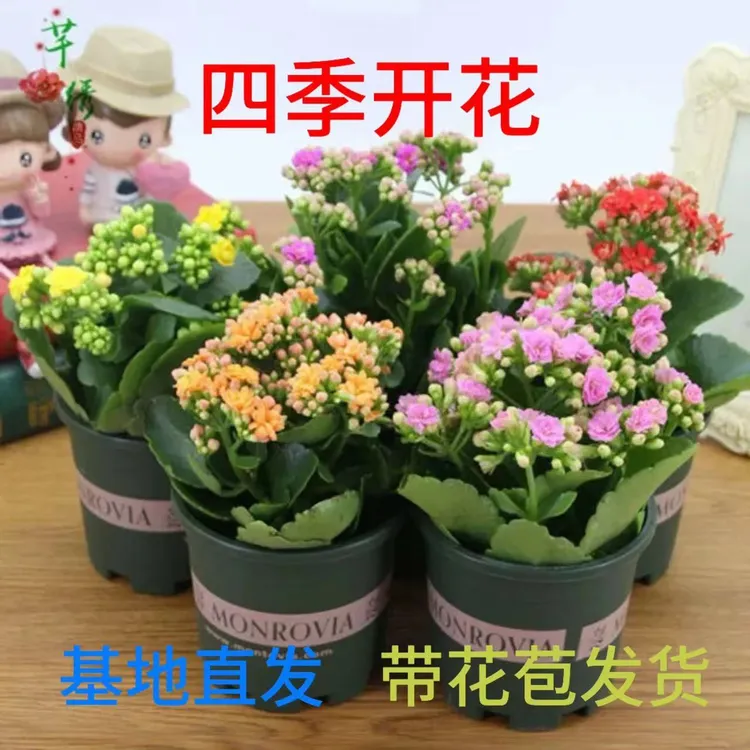 【长寿花】四季开花盆栽花卉重瓣大花植物养护绿植袋花苞生长好养活