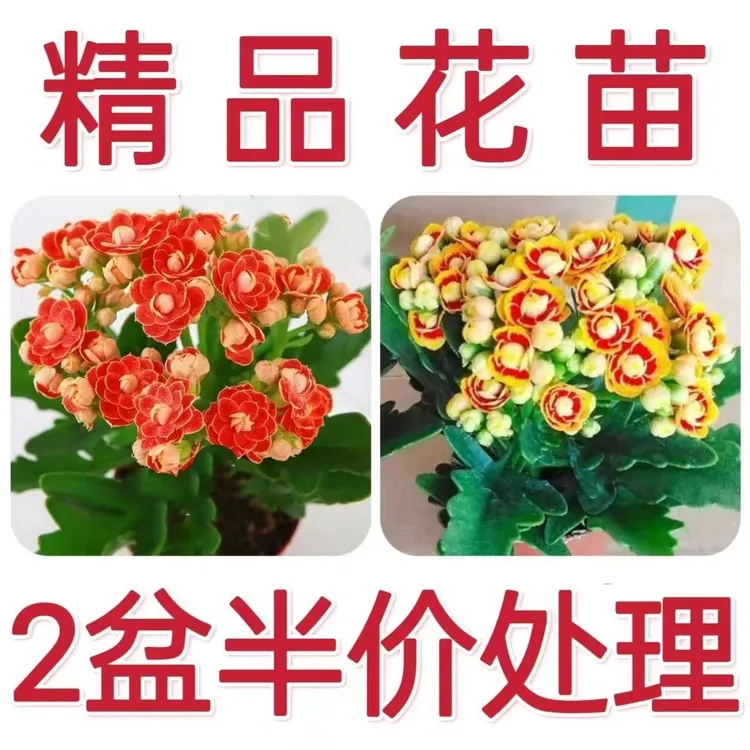 长寿花盆栽重瓣金狐狸大花带花苞花苗促销四季促销开花好养的花卉