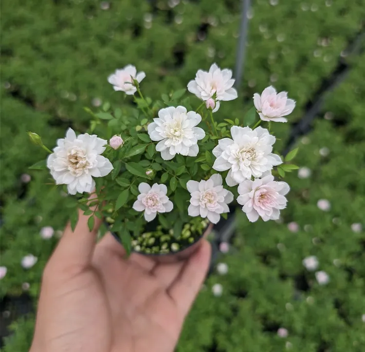 姬月季姬乙女迷你型四季开花无情的开花机器