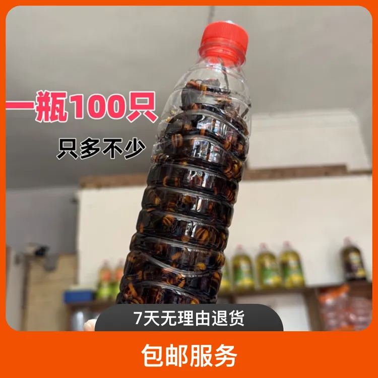 现挖金环虎头蜂活蜂泡养蜂人用虎头蜂虎头蜂泡酒