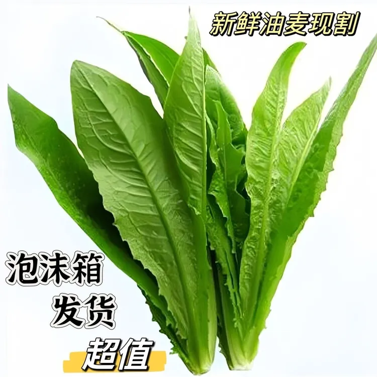 农家妈妈现摘现发3斤新鲜油麦菜时令应季蔬菜青菜香菜火锅菜沙拉