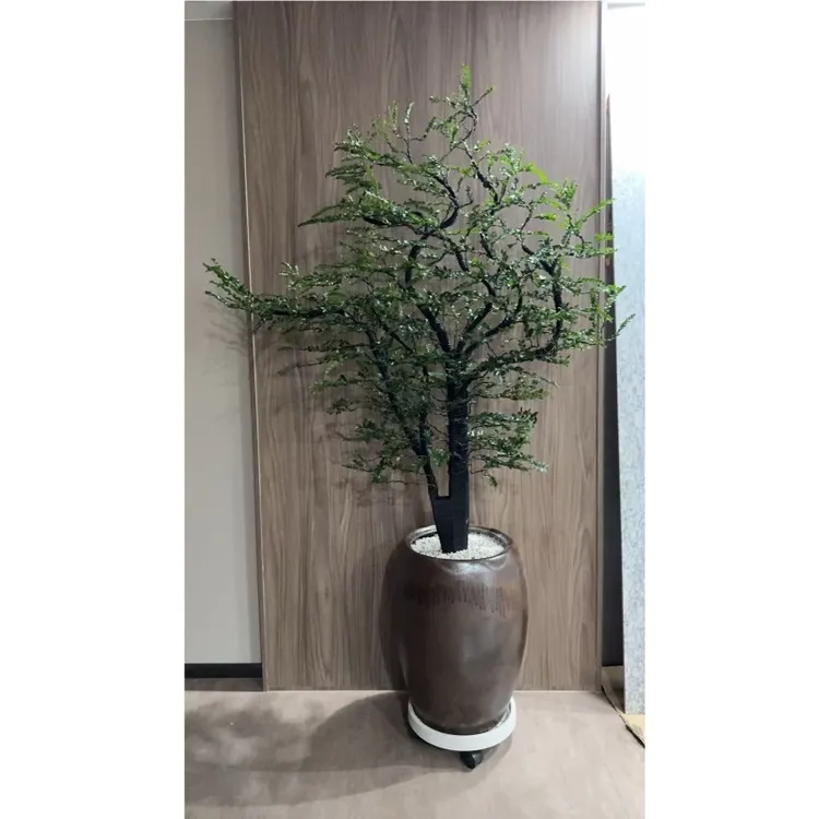 广东小叶紫檀盆栽 黑骨茶盆景 室内绿植办公室客厅盆栽 高端绿植 