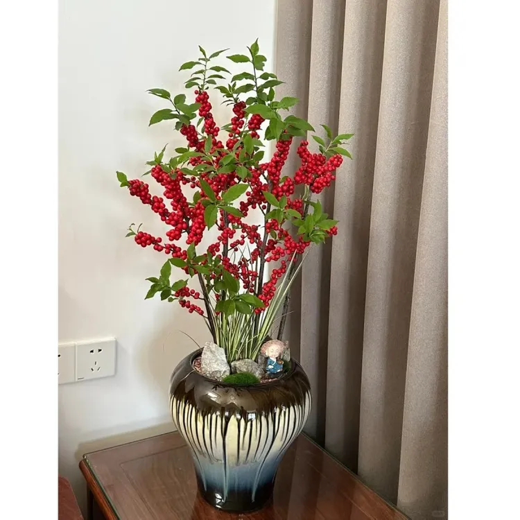 北美冬青盆栽客厅绿植办公室盆景室内绿植红果冬青栽好送货上门