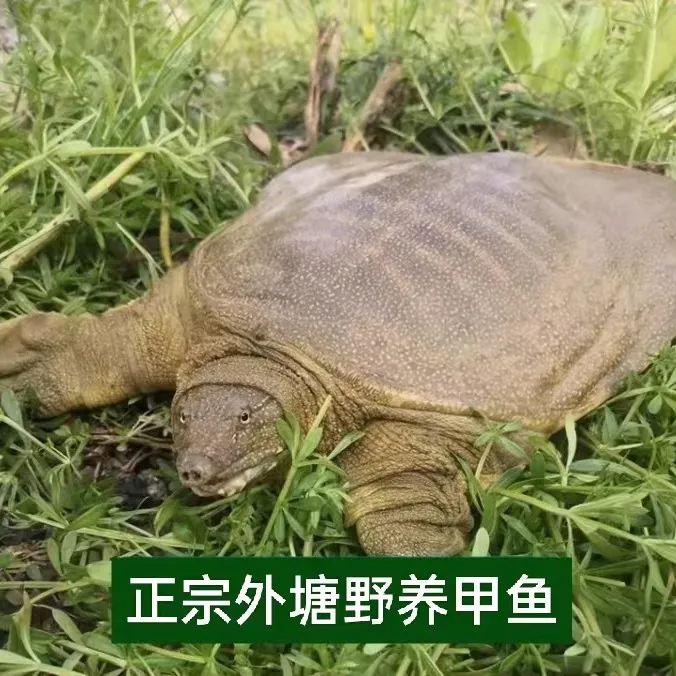 5年母甲鱼，包邮包吃。