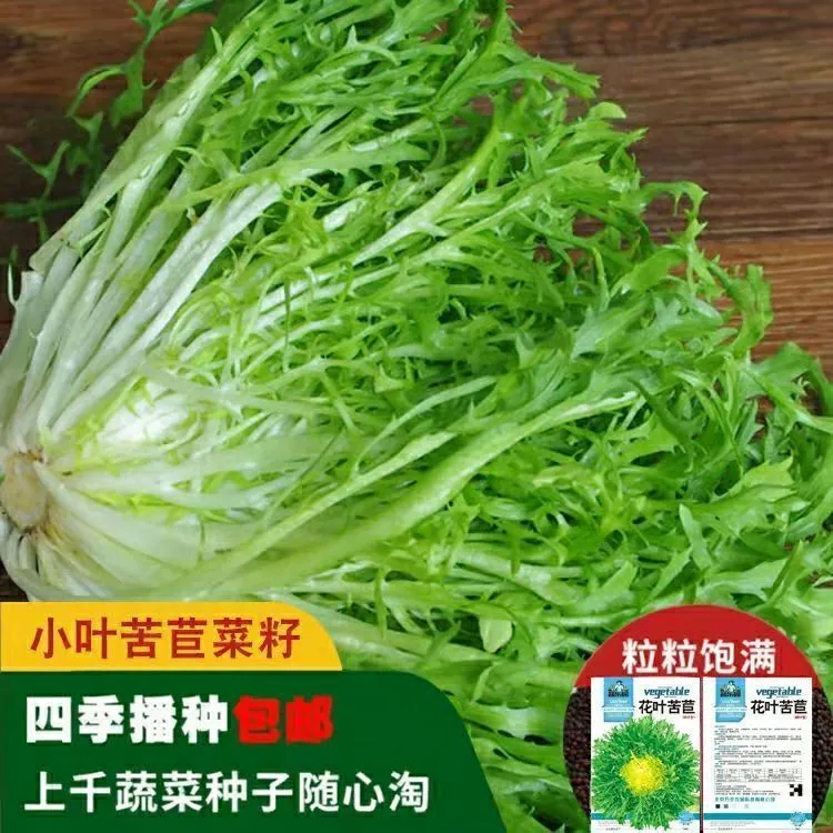 苦苣种子苦菊菜籽种芽盆栽蔬菜种孑种籽春秋冬季四季播生菜青菜