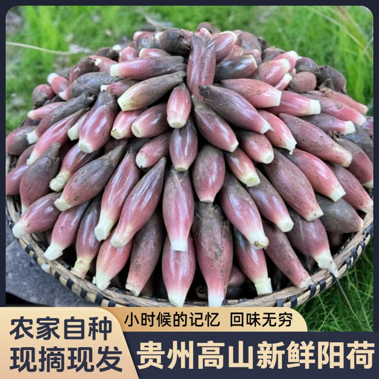 新鲜洋荷姜现摘现发阳荷姜洋荷笋洋霍阳合姜洋火蘘荷洋河新鲜蔬菜