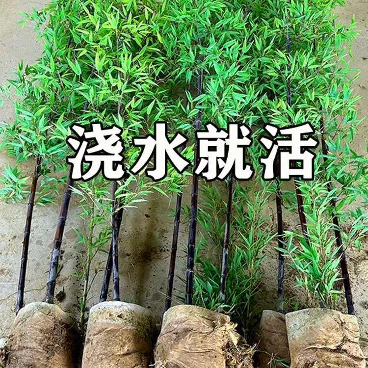 精品紫竹苗四季常青庭院花园植物全冠不修剪竹子苗罗汉竹北方耐寒