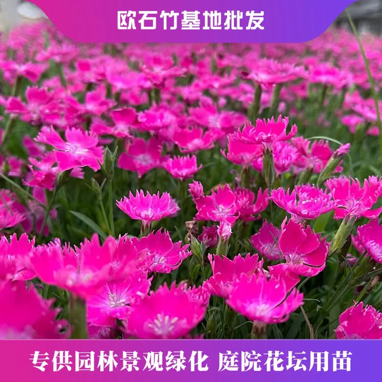 欧石竹花苗四季开花多年生草坪庭院绿化耐寒耐旱批发工程花镜花园