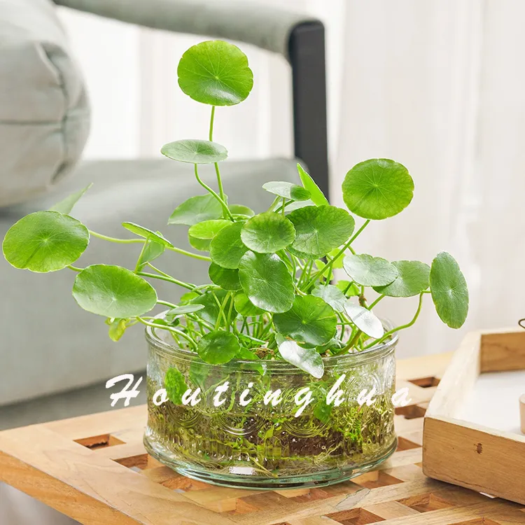 简约创意玻璃花瓶透明铜钱草玻璃瓶办公桌水培盆栽植物室内小绿植