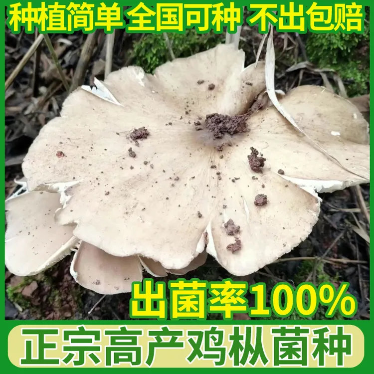 正宗野生鸡枞菌菌种菌包人工种植食用菌三塔菌云南特产伞把菇菌包