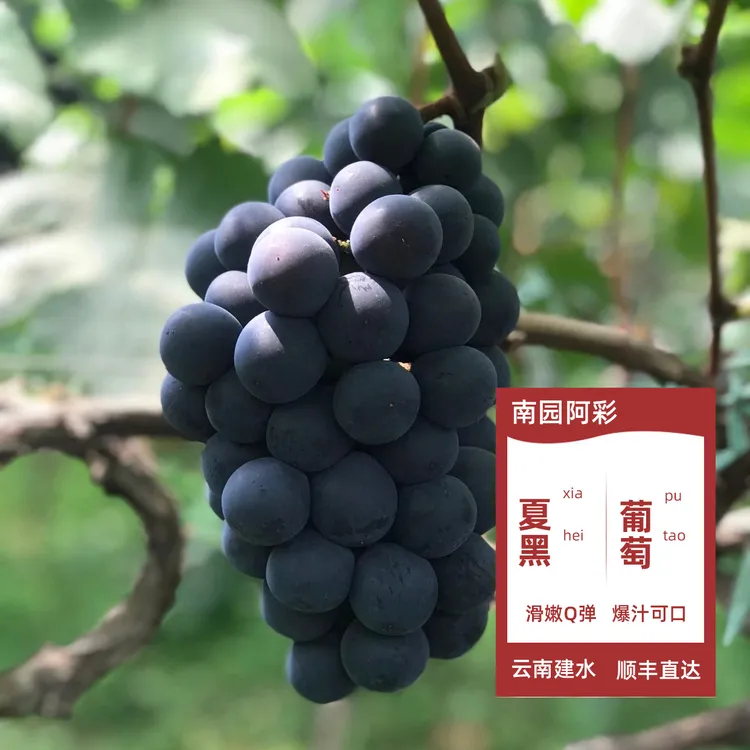 云南高原无籽黑提（8甜2酸爽口）顺丰包邮葡萄