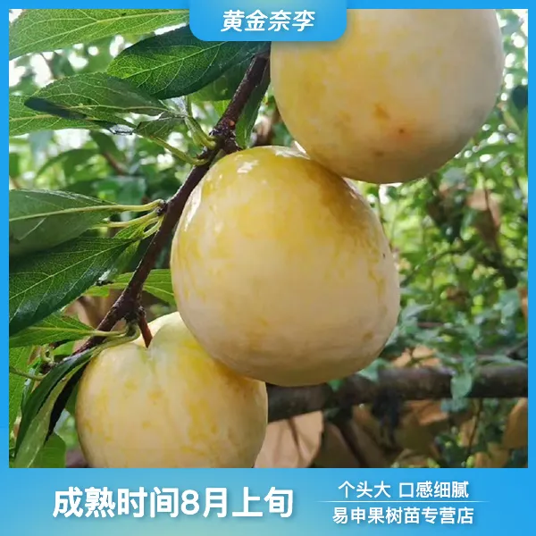 晚熟黄金奈李嫁接苗