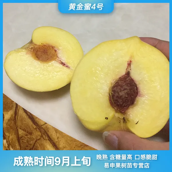 晚熟大黄桃嫁接苗