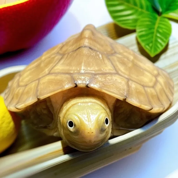 黄喉小青头龟苗皖南种苗宠物观赏龟小乌龟黄喉皖喉小青龟