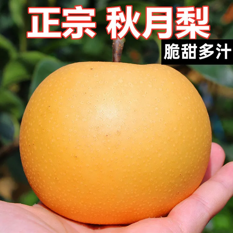 头茬采摘正宗秋月梨冰糖梨精选脆甜多汁黄皮梨子当季水果肉质脆嫩
