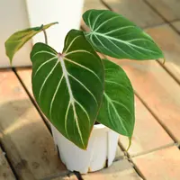 明脉蔓绿绒 绒面观叶热植  浇浇植物超市
