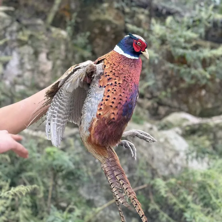 2只深山纯粮散养七彩山鸡俗称野鸡 | 现宰锁鲜 直达餐桌