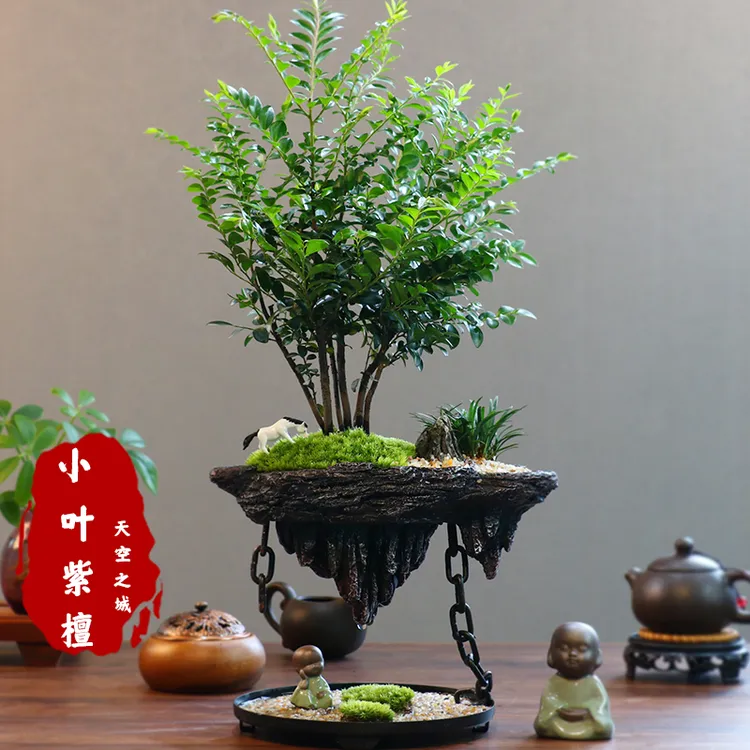 丛林小叶紫檀黑骨茶盆栽树苗老桩植物办公室内好养活花卉绿植摆件