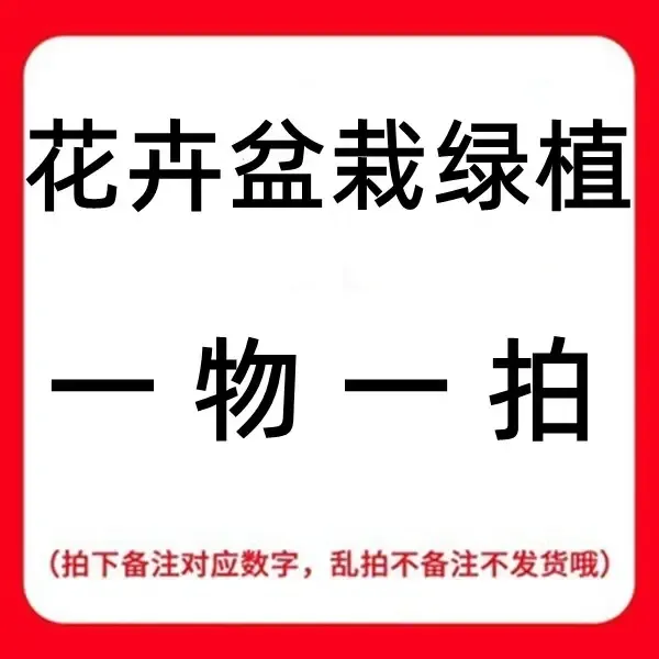 （一物一拍）虹鳞蕨、苔藓球、好养易活、室内绿植