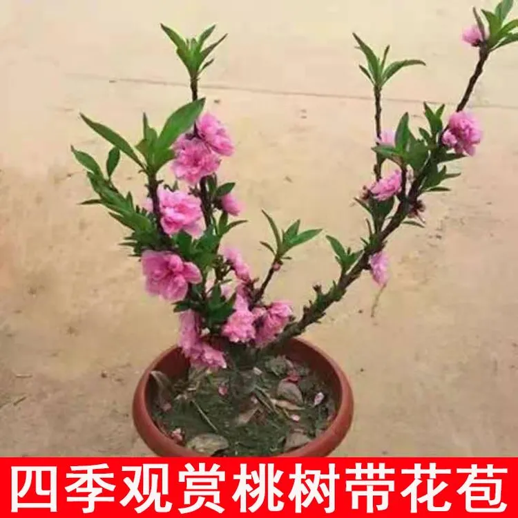 桃花树 盆栽四季桃花树寿心桃盆栽寿星桃观赏盆景 春天开花带花