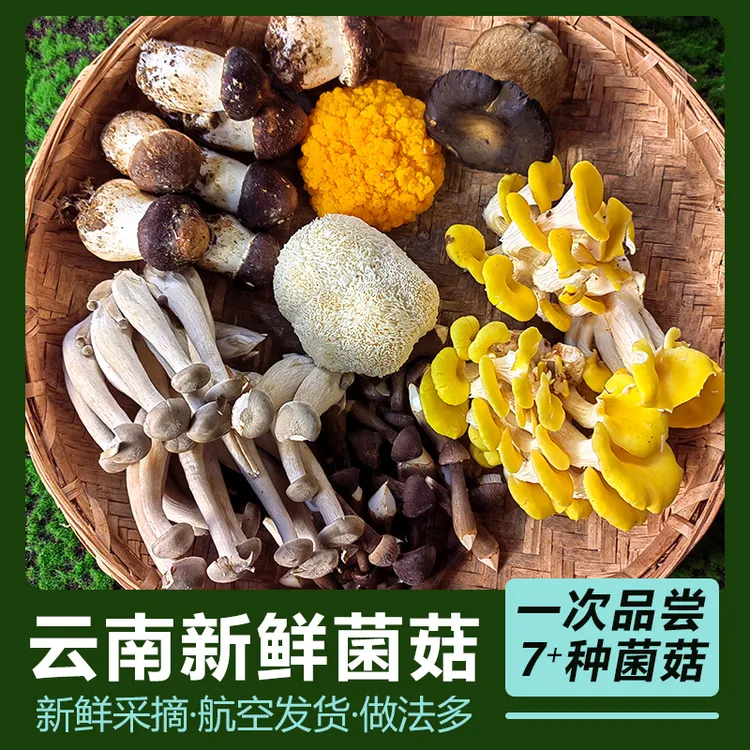 云南新鲜菌菇组合菌菇炖汤1斤菌拼组合鸡枞牛肝菌姬松茸蘑菇煲汤