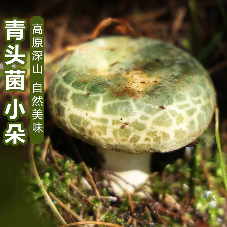 云南楚雄野生菌新鲜青头菌/绿豆菌/青杠菌1斤骨朵未开伞顺丰包邮