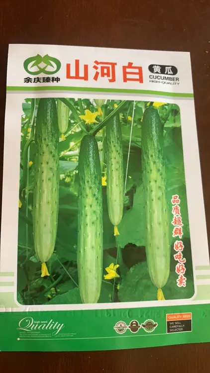 山河白旱黄瓜种子