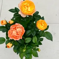 果汁阳台玫瑰 开花