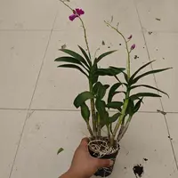 无花处理品石斛兰室内兰花