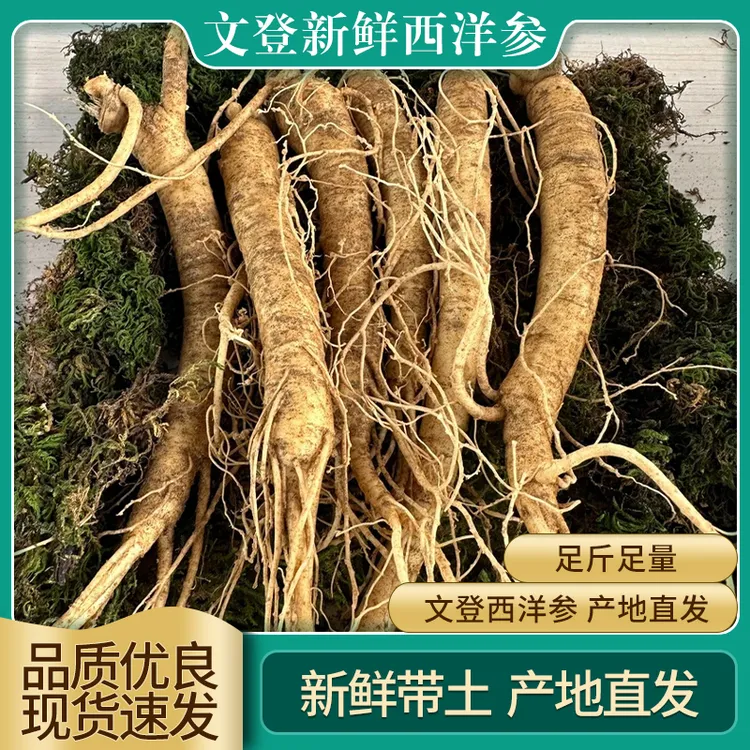 文登西洋参文登西洋参    新鲜西洋参   文登足龄西洋参 各种规格