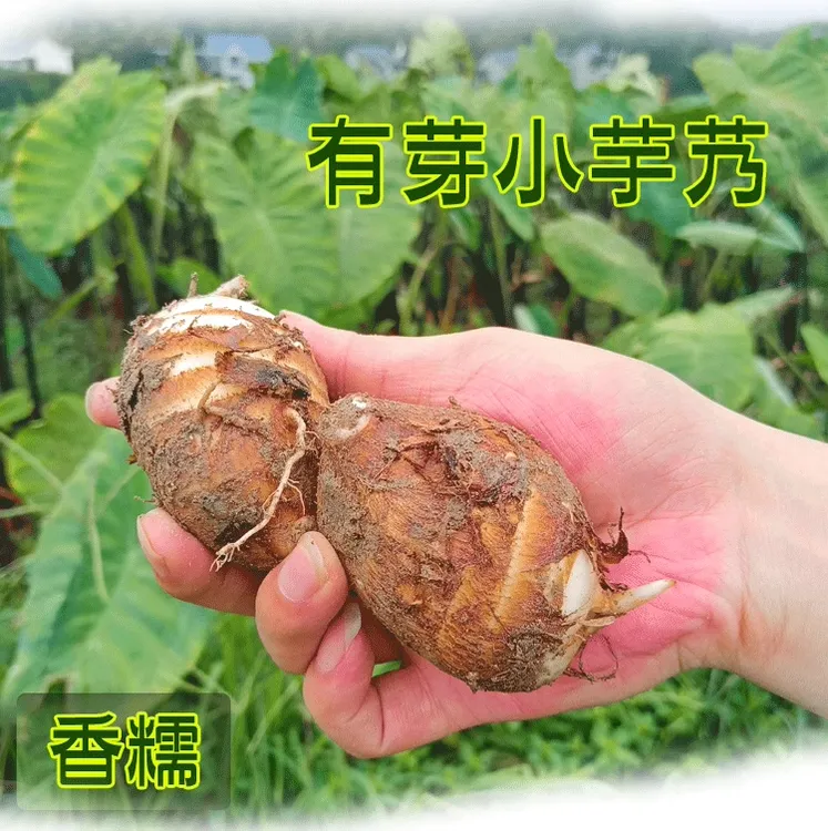 江西芋艿3斤装芋子5斤装新鲜蔬菜小芋头农家现挖芋仔芋艿软糯丝滑