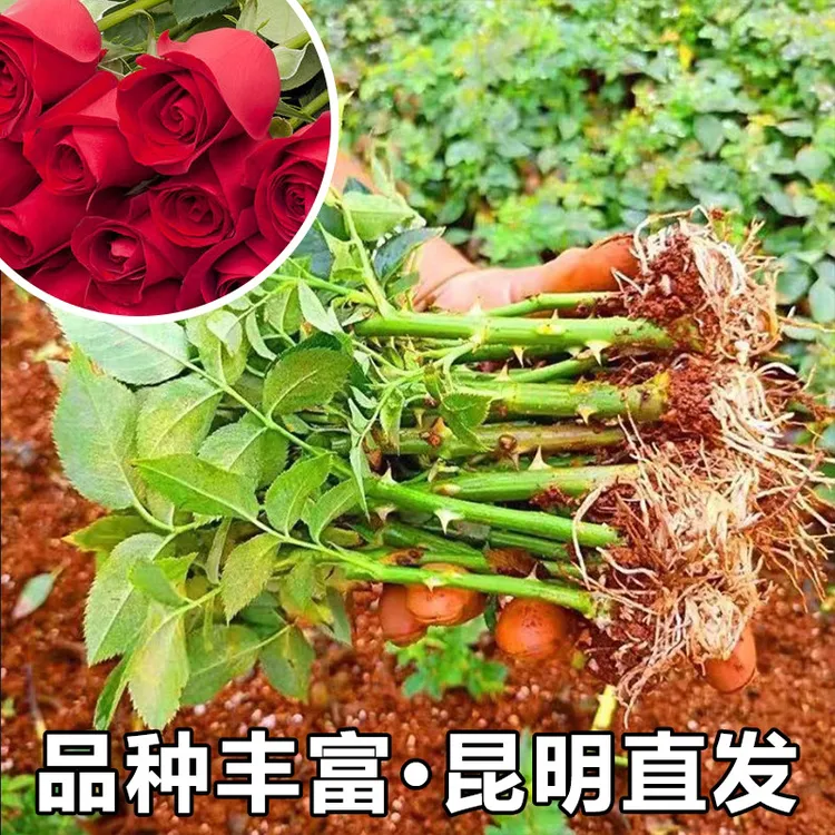 云南四季玫瑰四季开花抗寒易养活大棚陆地阳台室内外种植玫瑰花苗