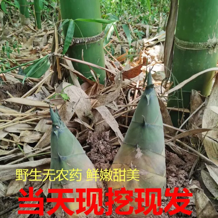 9斤带壳四川新鲜现挖笋大头麻竹笋当季嫩鲜笋苦笋可泡酸笋