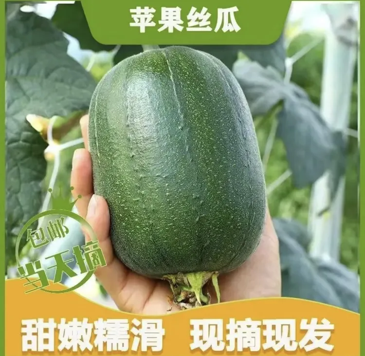 苹果丝瓜新鲜肉丝瓜短棒肉丝瓜当季蔬菜现摘现发5包邮
