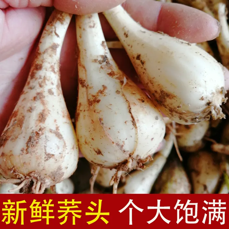 江西荞头新鲜现挖大个藠头叫头3/5斤