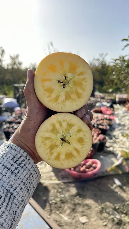 （坏果包赔）新疆阿克苏冰糖心苹果净重4.5斤包邮