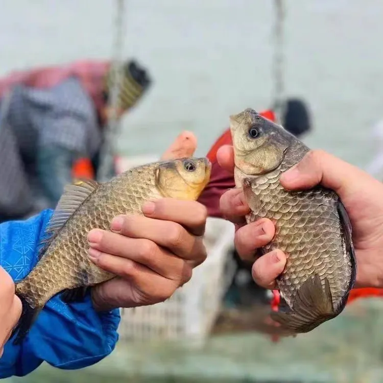 【顺丰包邮】湖北江汉平原新鲜鲫鱼三斤包邮