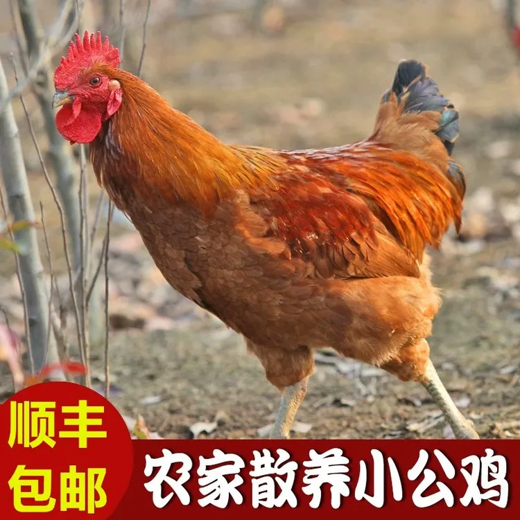 【顺丰包邮】鱼舅舅散养公鸡，仔鸡一只（净重1.5-2斤之间）包邮