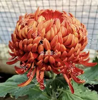 【盘龙圣火】带花苞 大花九月菊秋菊立秋植物盆栽地栽多年生植物