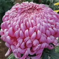 【国华兼六香】带花苞大花九月菊秋菊立秋花卉盆栽地栽多年生植物