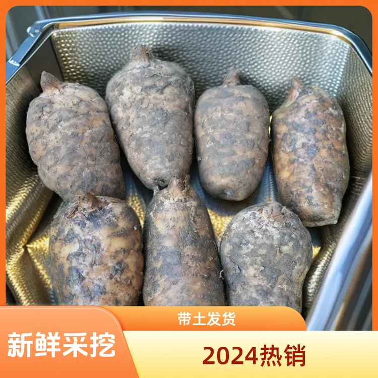 【新鲜天麻 】云南昭通小草坝高海拔老品种种植现挖产地直发0.5-5斤