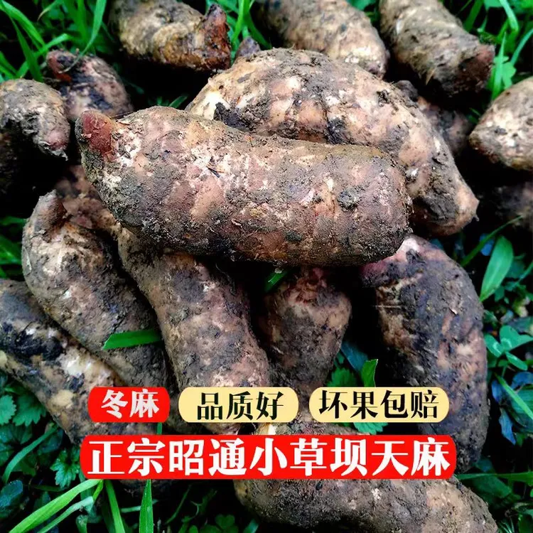 【2024新鲜乌天麻正宗云南昭通小草坝仿野生种植三年生长煲汤泡酒】