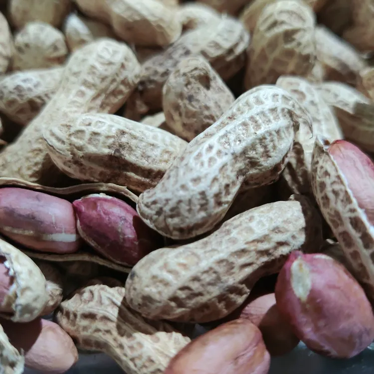 五宝天府花生带壳干生花生  产地直邮新鲜干花生  生花生带壳