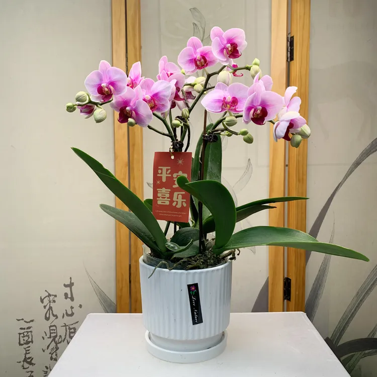 精品蝴蝶兰宝贝带花苞好养耐开绿植花卉
