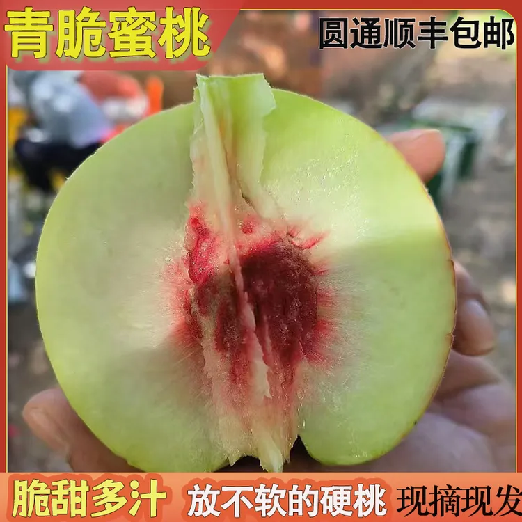 随州青脆蜜桃青冬桃脆甜红心水蜜桃当季水果果园直发