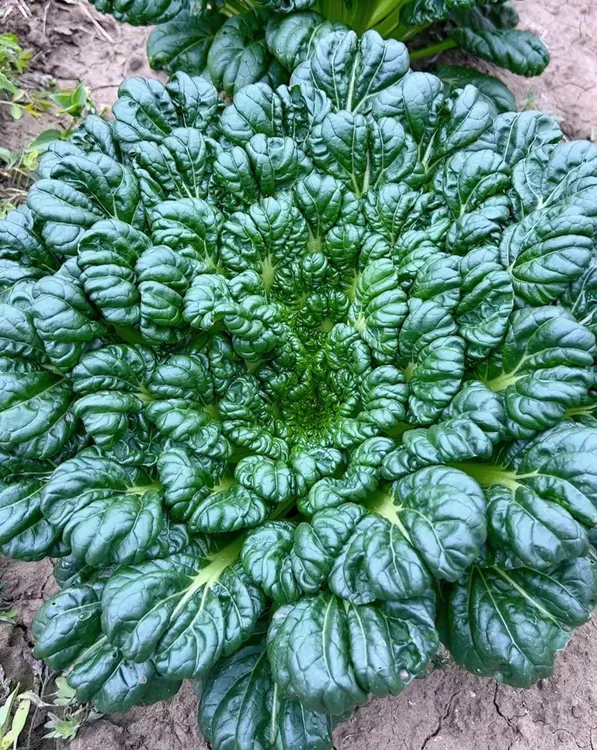 乌塌菜（黄加绿）拍一发二