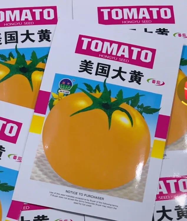 大黄柿子籽 200粒左右