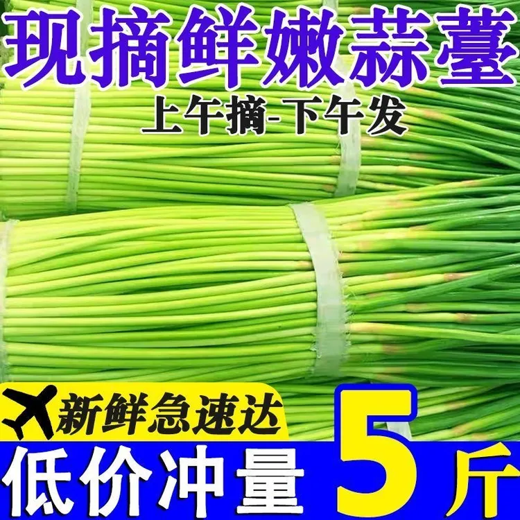 今年新摘5斤蒜苔新鲜蒜苔农户自种植蒜苔5斤