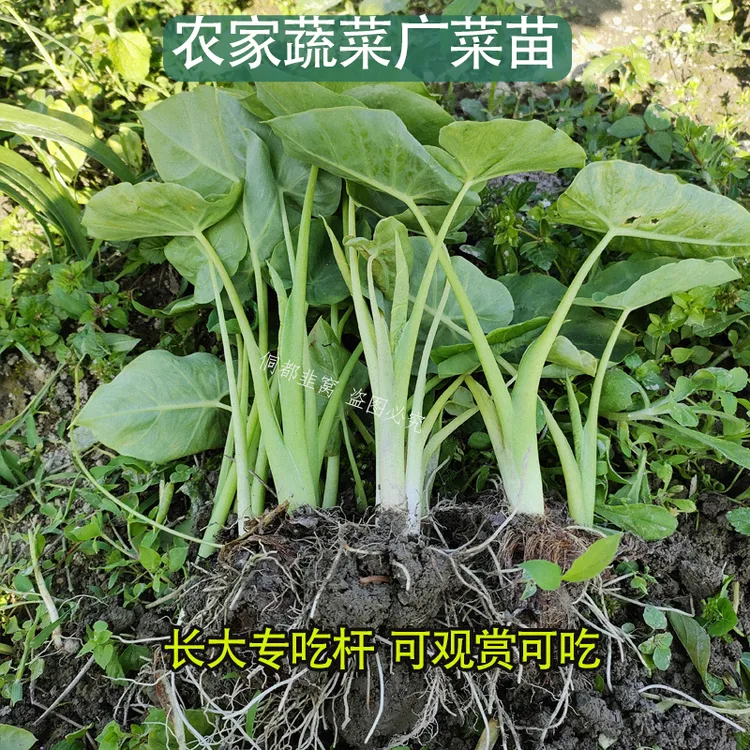 贵州广菜苗白芋家里地栽庭院种植观赏庭院种子植物网红种子植物
